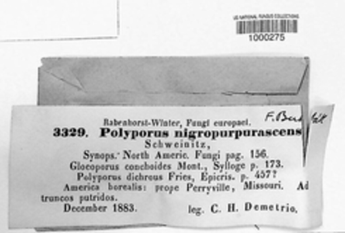 Polyporus nigropurpurascens image
